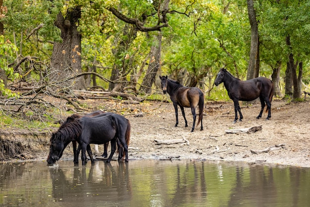 Cavalos selvagens bebendo na floresta de Letea