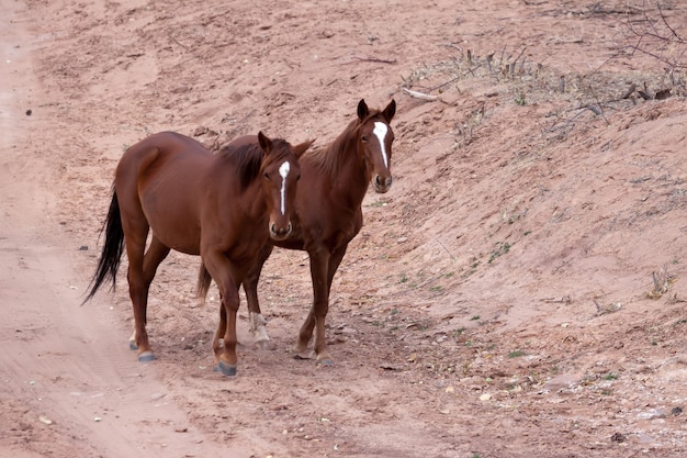 Cavalos selvagens Canyon de Chelly