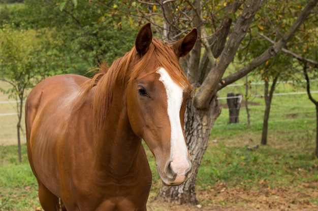 Cavalos selvagens.cavalos na fazenda