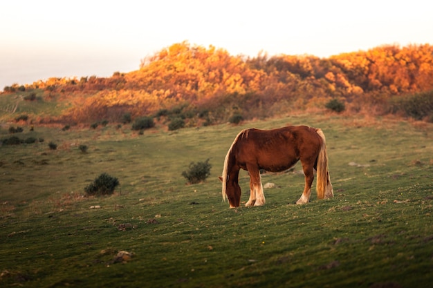 Cavalos selvagens comendo grama no monte Jaizkibel, País Basco.