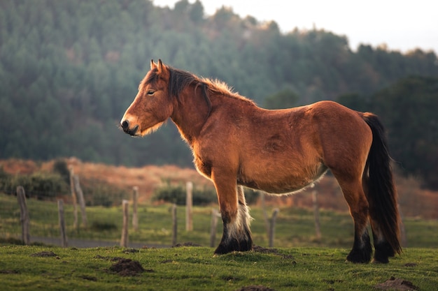 Cavalos selvagens comendo grama no monte Jaizkibel, País Basco.