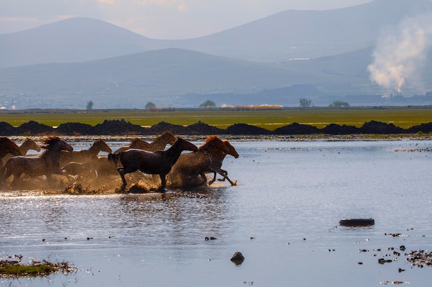 cavalos selvagens estão bebendo em um lago com montanhas ao fundo