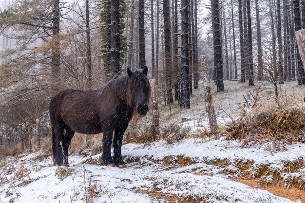 Cavalos selvagens na montanha aizkorri de gipuzkoa. Paisagem com neve e neve no inverno