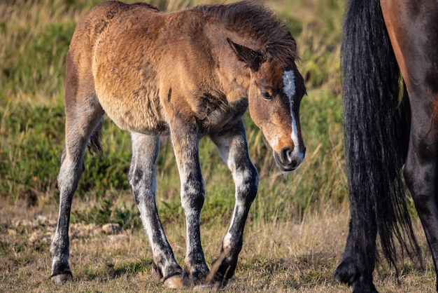 Cavalos selvagens na montanha com névoa e sol