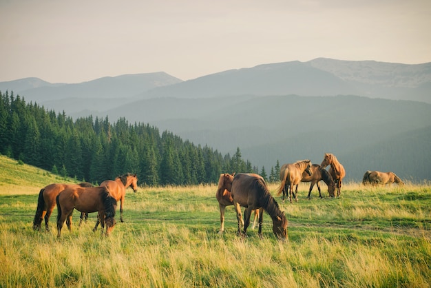 Cavalos selvagens na montanha dos Cárpatos