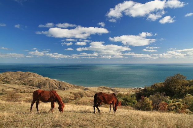 Cavalos selvagens na paisagem do mar