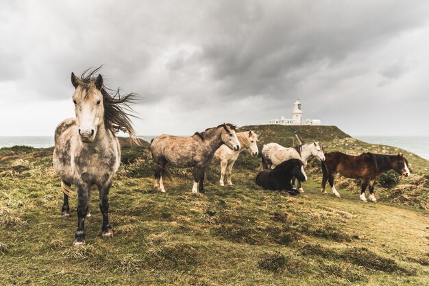 Cavalos selvagens no campo em um dia tempestuoso