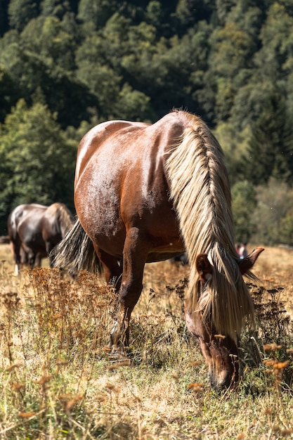 Cavalos selvagens pastando no mato