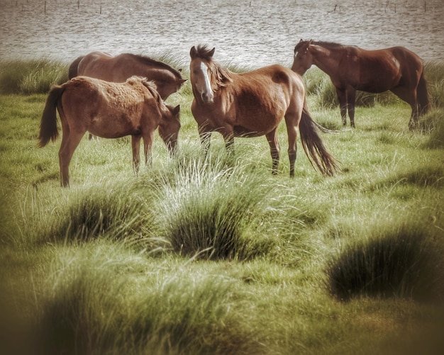 Foto cavalos selvagens