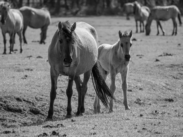 cavalos selvagens