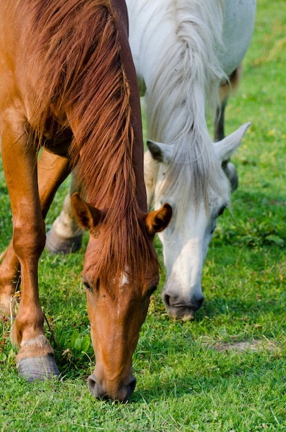 Cavalos selvagens