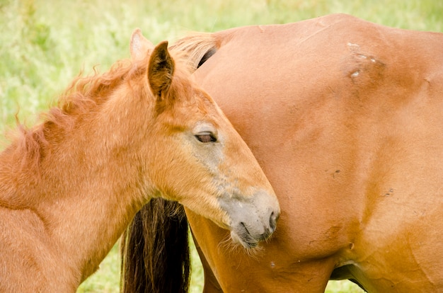 Cavalos selvagens