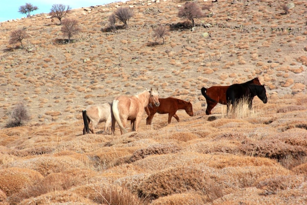 cavalos selvagens