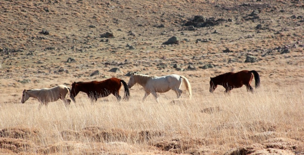 Cavalos selvagens