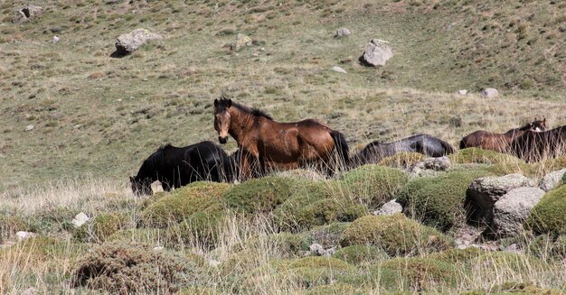 cavalos selvagens