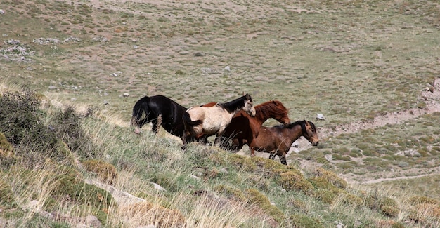 cavalos selvagens