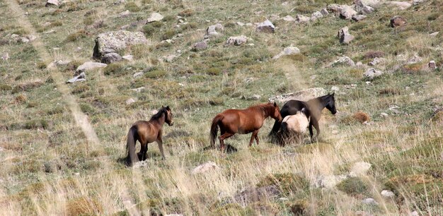 cavalos selvagens