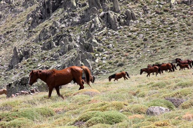 cavalos selvagens