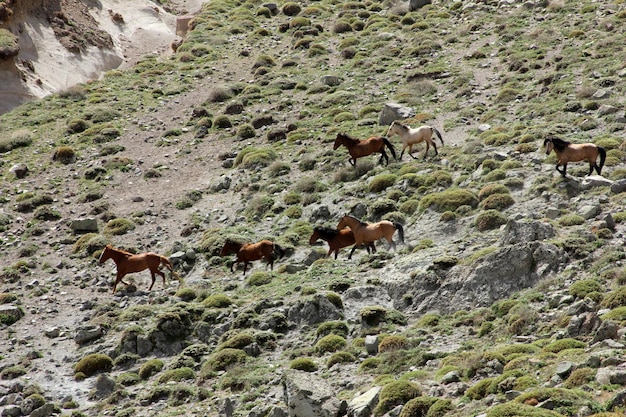 Cavalos selvagens