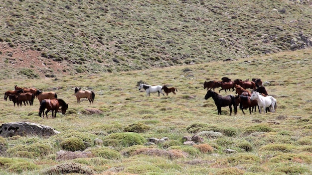 cavalos selvagens