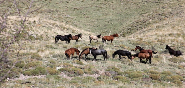 cavalos selvagens