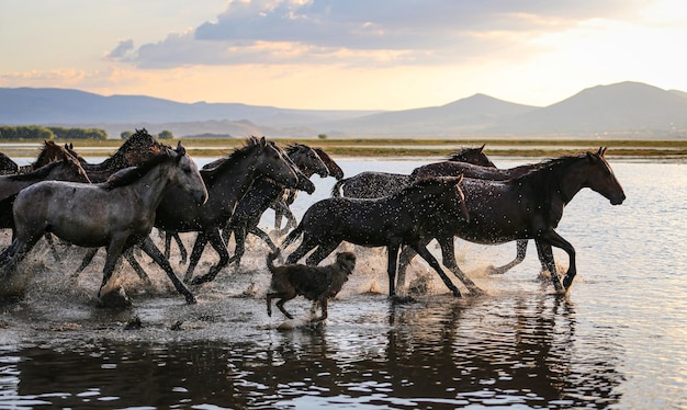 Cavalos Yilki correndo na água Kayseri Turquia