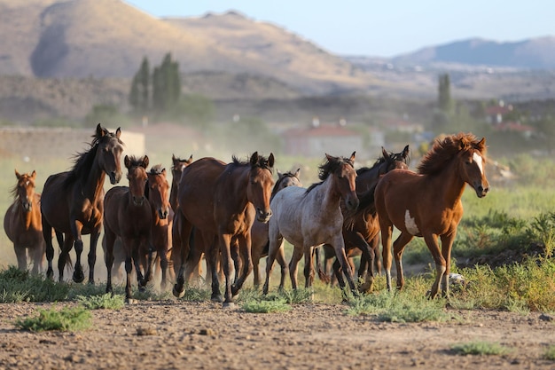 Cavalos Yilki correndo no campo Kayseri Turquia