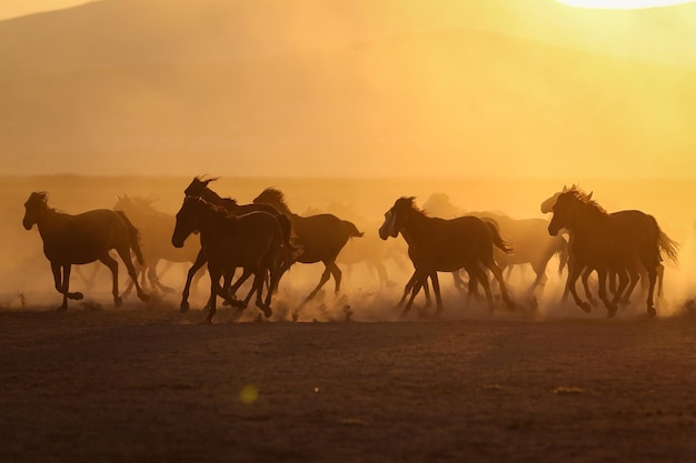 Cavalos Yilki correndo no campo Kayseri Turquia