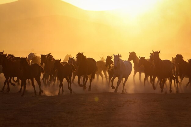 Cavalos Yilki correndo no campo Kayseri Turquia