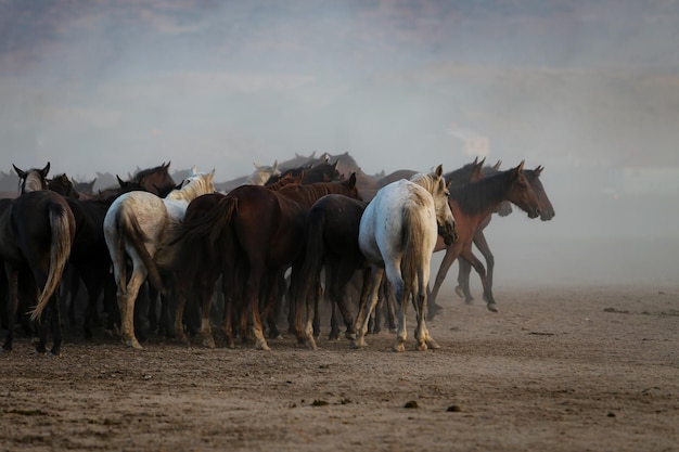 Cavalos Yilki correndo no campo Kayseri Turquia