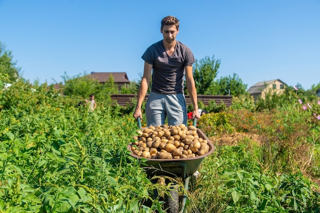 Cavando batatas. Colha batatas na fazenda. Produto ecológico e natural.