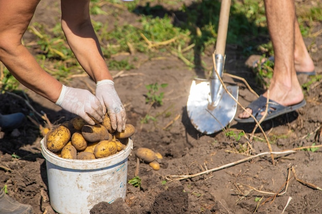 Cavando batatas. Colha batatas na fazenda. Produto ecológico e natural.