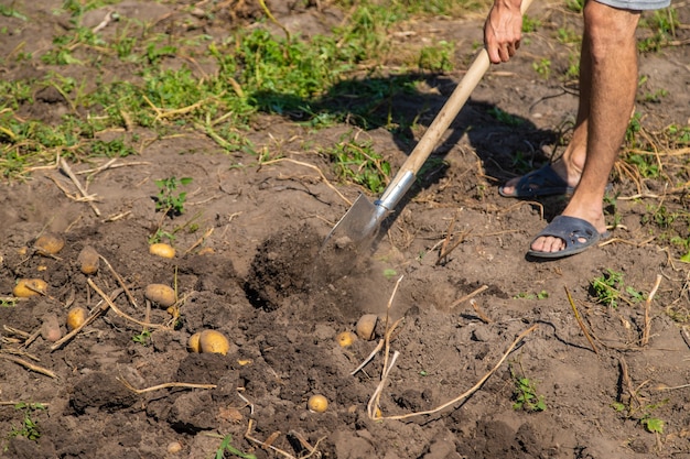 Cavando batatas. Colha batatas na fazenda. Produto ecológico e natural.
