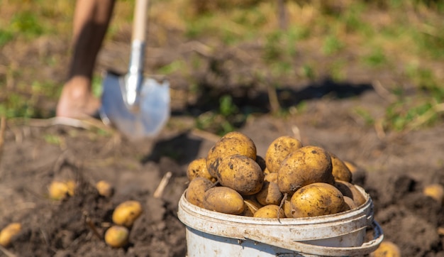 Cavando batatas. Colha batatas na fazenda. Produto ecológico e natural.