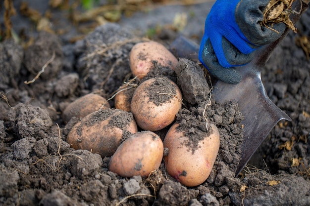 cavando un tubérculo de papas jóvenes del suelo