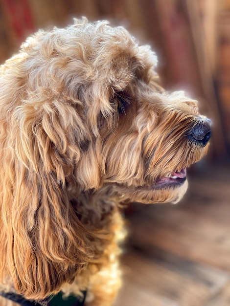 Cavapoo-Hund im Park Mischling aus Cavalier King Charles Spaniel und Pudel