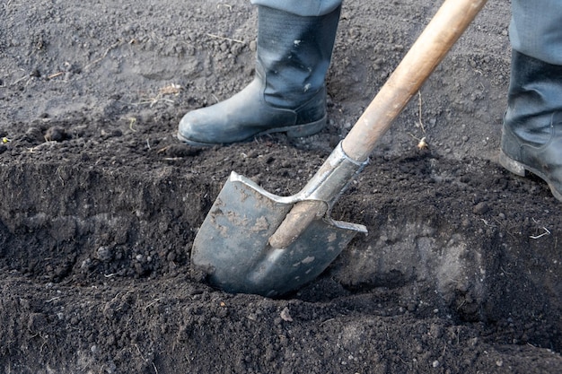 Cavar un hoyo para plantar árboles con una pala de metal vieja Trabajo estacional en el jardín Preparación del suelo para plantar Cosecha