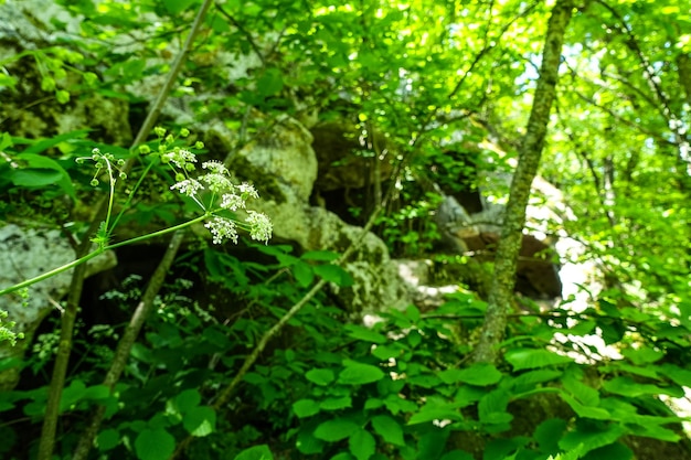 Cavernas da cidade de TepeKermen em Bakhchisarai Crimeia Rússia Montanhas da Crimeia