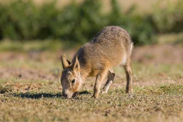 Cavi da Patagônia, Península Valdés, Província de Chubut, Patagônia Argentina