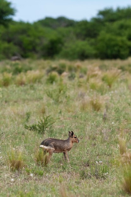 Cavi patagónico en ambiente de pastizales pampeanos Provincia de La Pampa Patagonia Argentina