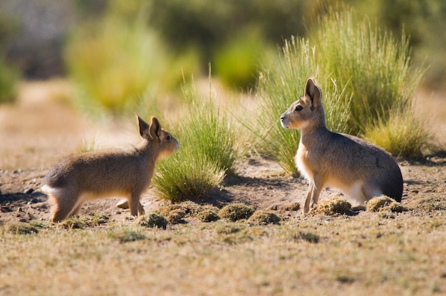 Cavi patagónico, Península Valdés, Provincia de Chubut, Patagonia Argentina