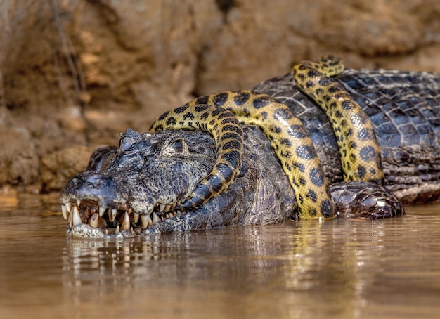 Cayman-Krokodilen yacare gegen Anaconda Eunectes murinus Cayman hat eine Anakonda gefangen Anaconda erwürgt den Kaiman Brasilien Pantanal Porto Jofre Mato Grosso Cuiaba Fluss