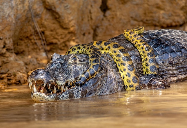 Cayman-Krokodilen yacare gegen Anaconda Eunectes murinus Cayman hat eine Anakonda gefangen Anaconda erwürgt den Kaiman Brasilien Pantanal Porto Jofre Mato Grosso Cuiaba Fluss