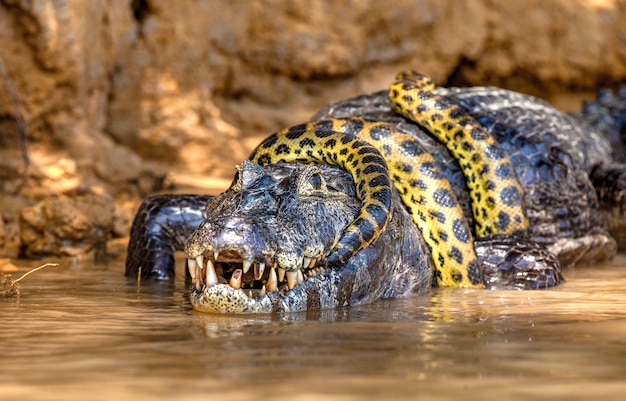 Cayman-Krokodilen yacare gegen Anaconda Eunectes murinus Cayman hat eine Anakonda gefangen Anaconda erwürgt den Kaiman Brasilien Pantanal Porto Jofre Mato Grosso Cuiaba Fluss