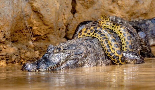 Cayman-Krokodilen yacare gegen Anaconda Eunectes murinus Cayman hat eine Anakonda gefangen Anaconda erwürgt den Kaiman Brasilien Pantanal Porto Jofre Mato Grosso Cuiaba Fluss