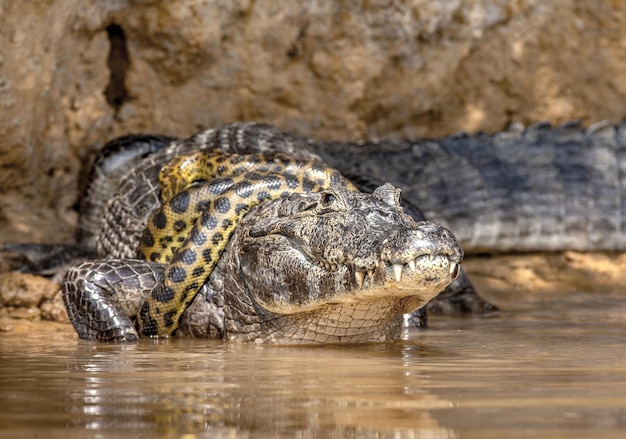 Cayman-Krokodilen yacare gegen Anaconda Eunectes murinus Cayman hat eine Anakonda gefangen Anaconda erwürgt den Kaiman Brasilien Pantanal Porto Jofre Mato Grosso Cuiaba Fluss