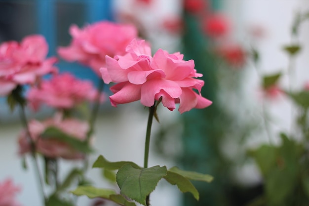 Cayna rosa flores en el fondo del jardín