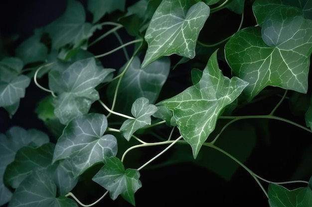 Cayratia AI de uva arbustiva ou de videira selvagem de três folhas