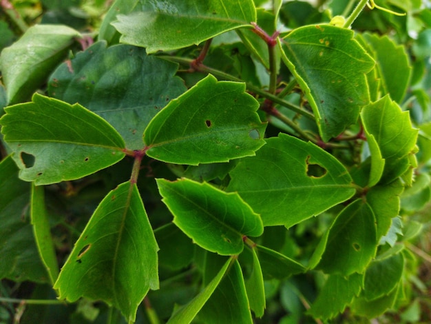 Cayratia trifolia ist eine Kletterpflanze eine sich verzweigende Ranke Wildpflanzen