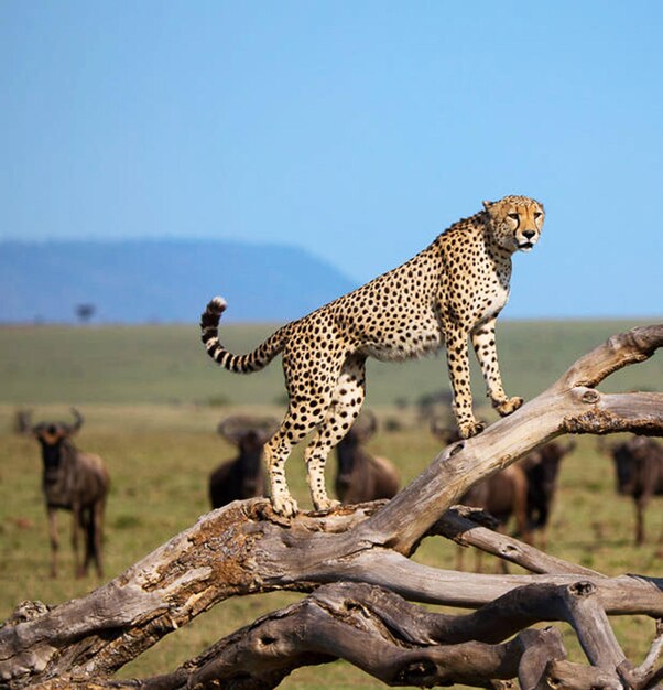 Foto caza de animales